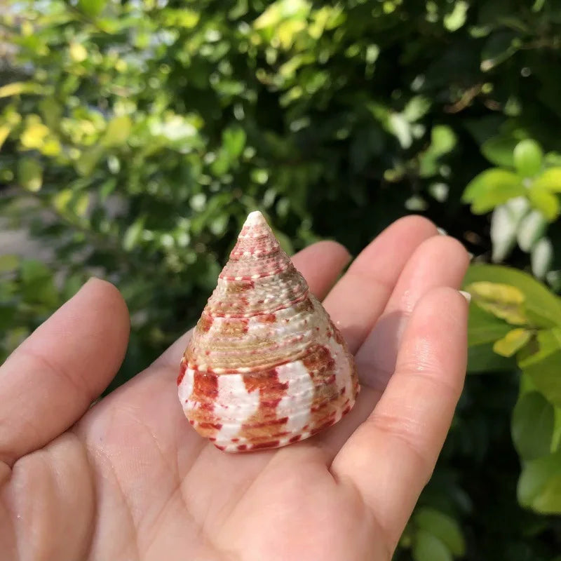 Polished Natural Shells 1.6 Inch | Bulk MOQ 1 pc