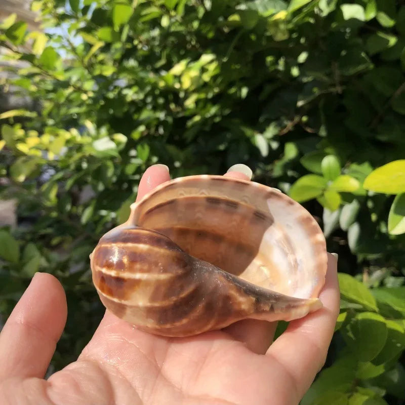 Polished Natural Shells 1.6 Inch | Bulk MOQ 1 pc