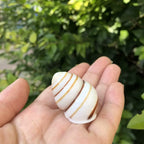 Polished Natural Shells 1.6 Inch | Bulk MOQ 1 pc