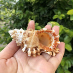 Polished Natural Shells 1.6 Inch | Bulk MOQ 1 pc