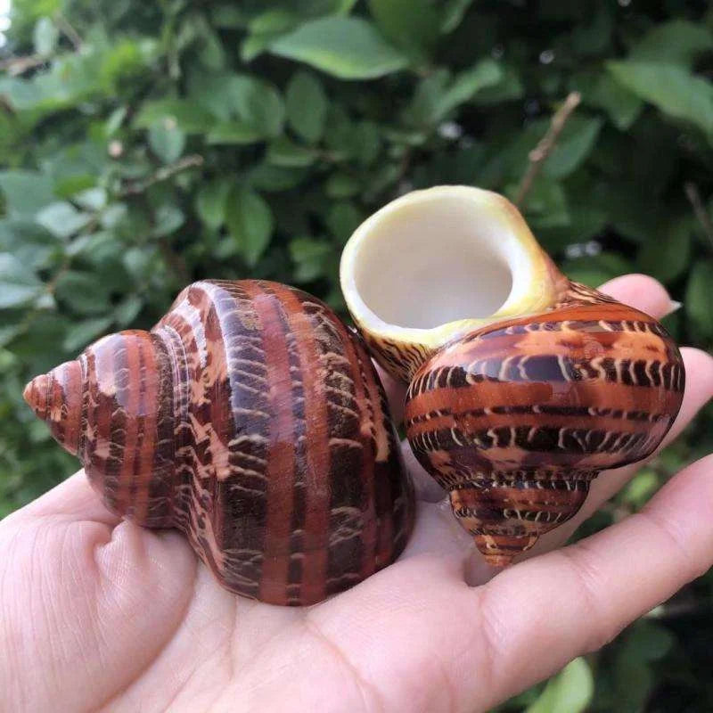 Polished Natural Shells 1.6 Inch | Bulk MOQ 1 pc