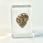 Custom Resin Conch Shell Paperweight | Clear Home Decor MOQ 2
