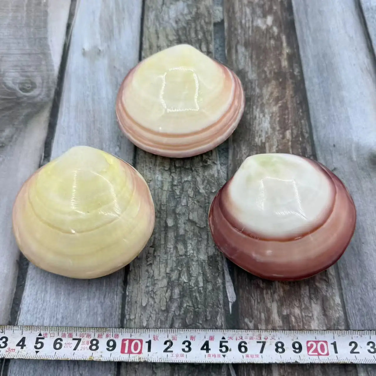 Natural Shell Pendants 50 pcs | Wholesale Craft Charms