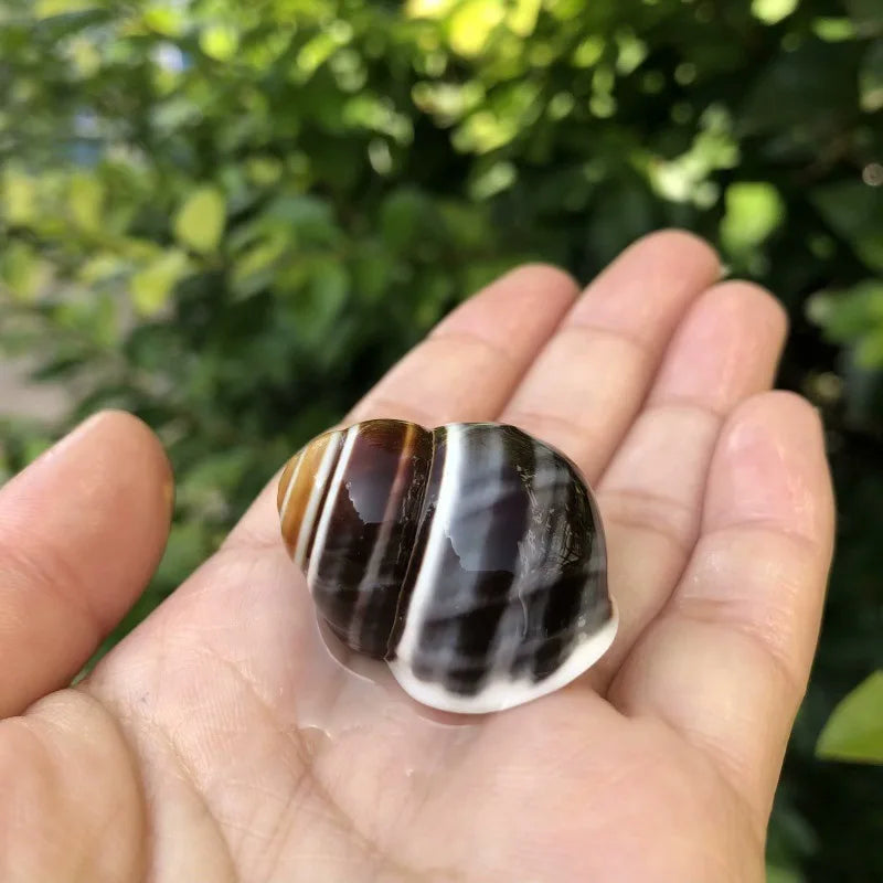 Polished Natural Shells 1.6 Inch | Bulk MOQ 1 pc