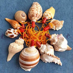 Natural Shell Whistles | Souvenir Gifts | Wholesale Pricing