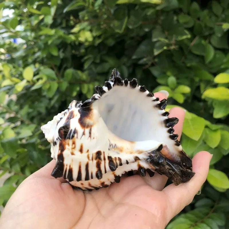 Polished Natural Shells 1.6 Inch | Bulk MOQ 1 pc