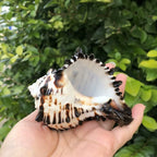 Polished Natural Shells 1.6 Inch | Bulk MOQ 1 pc