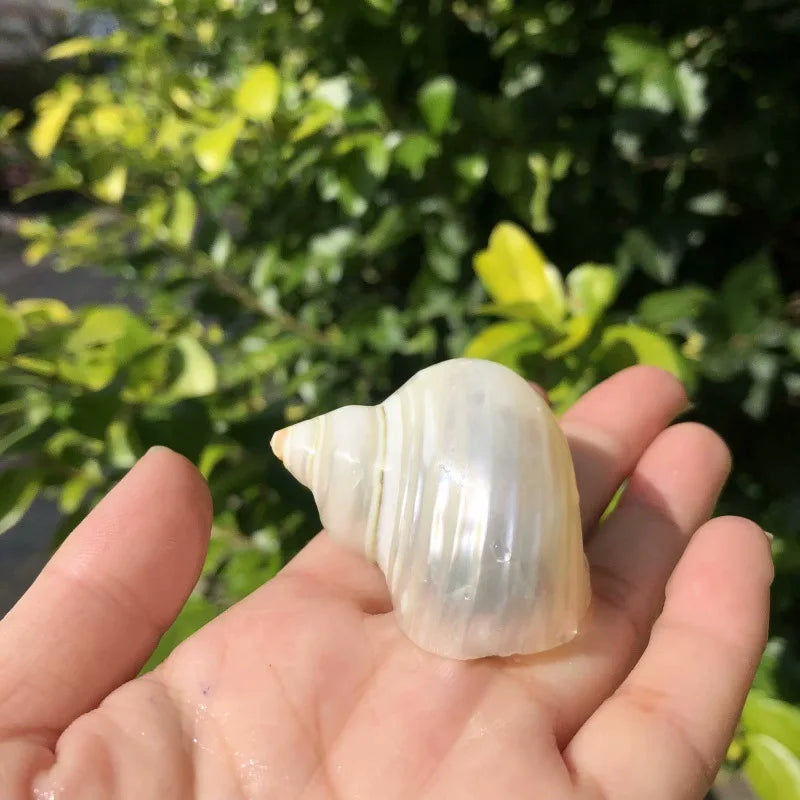 Polished Natural Shells 1.6 Inch | Bulk MOQ 1 pc