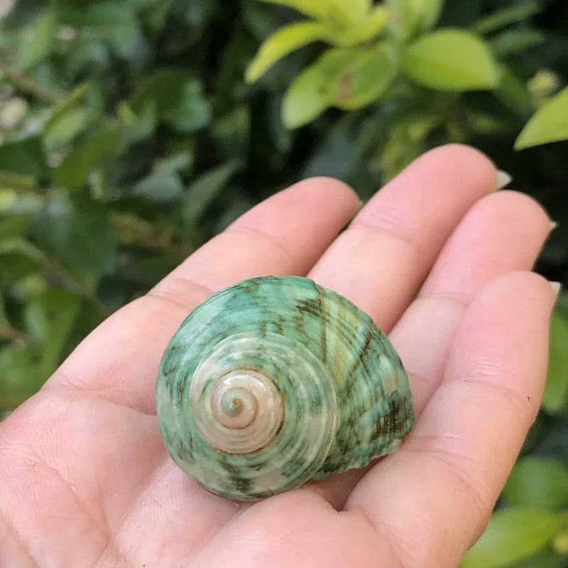 Polished Natural Shells 1.6 Inch | Bulk MOQ 1 pc