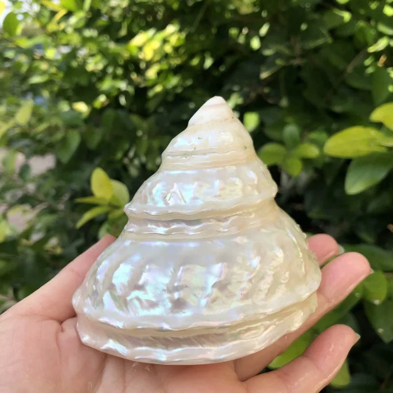 Polished Natural Shells 1.6 Inch | Bulk MOQ 1 pc