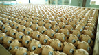 OEM Custom PVC Figure | EN71 CPSIA Certified | Designer Toy Manufacturer