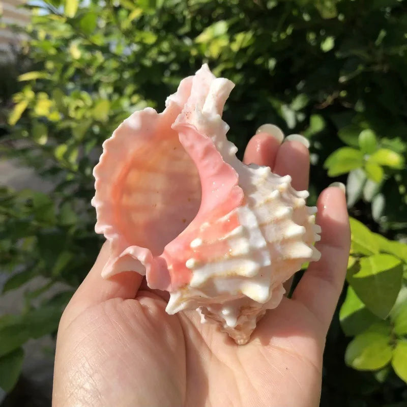 Polished Natural Shells 1.6 Inch | Bulk MOQ 1 pc
