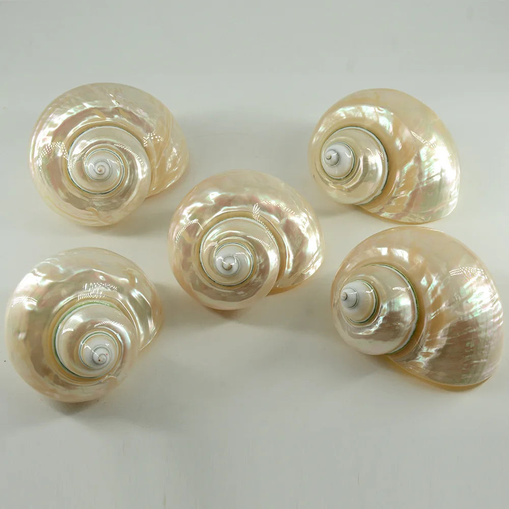 Polished Natural Shells 1.6 Inch | Bulk MOQ 1 pc