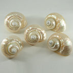 Polished Natural Shells 1.6 Inch | Bulk MOQ 1 pc