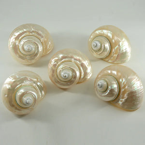 Polished Natural Shells 1.6 Inch | Bulk MOQ 1 pc