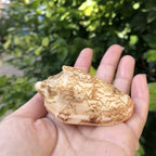 Polished Natural Shells 1.6 Inch | Bulk MOQ 1 pc