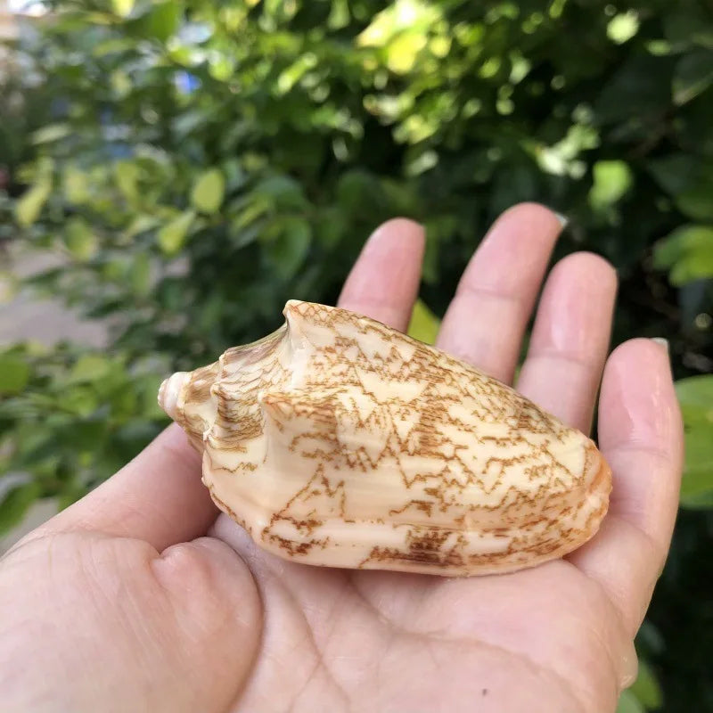 Polished Natural Shells 1.6 Inch | Bulk MOQ 1 pc