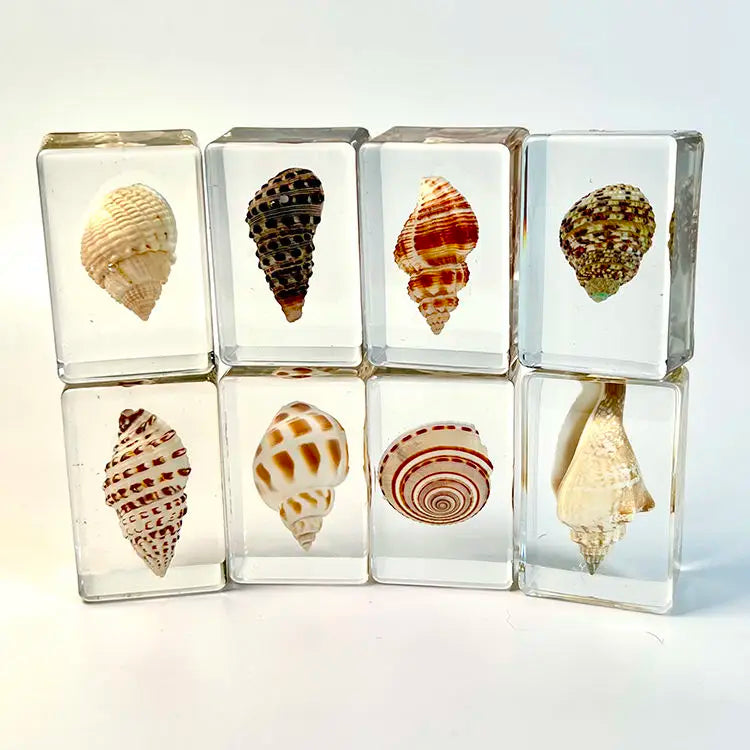 Custom Resin Conch Shell Paperweight | Clear Home Decor MOQ 2