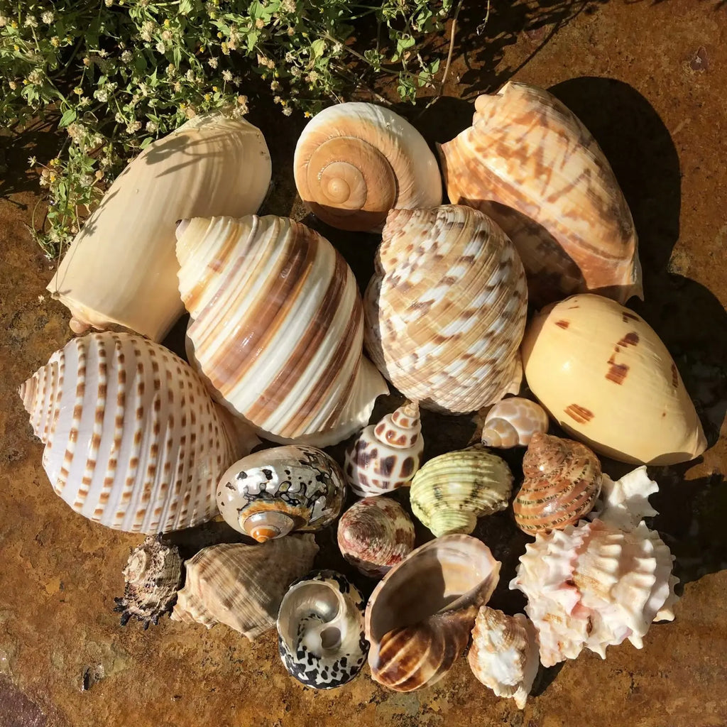 Polished Natural Shells 1.6 Inch | Bulk MOQ 1 pc