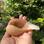 Polished Natural Shells 1.6 Inch | Bulk MOQ 1 pc