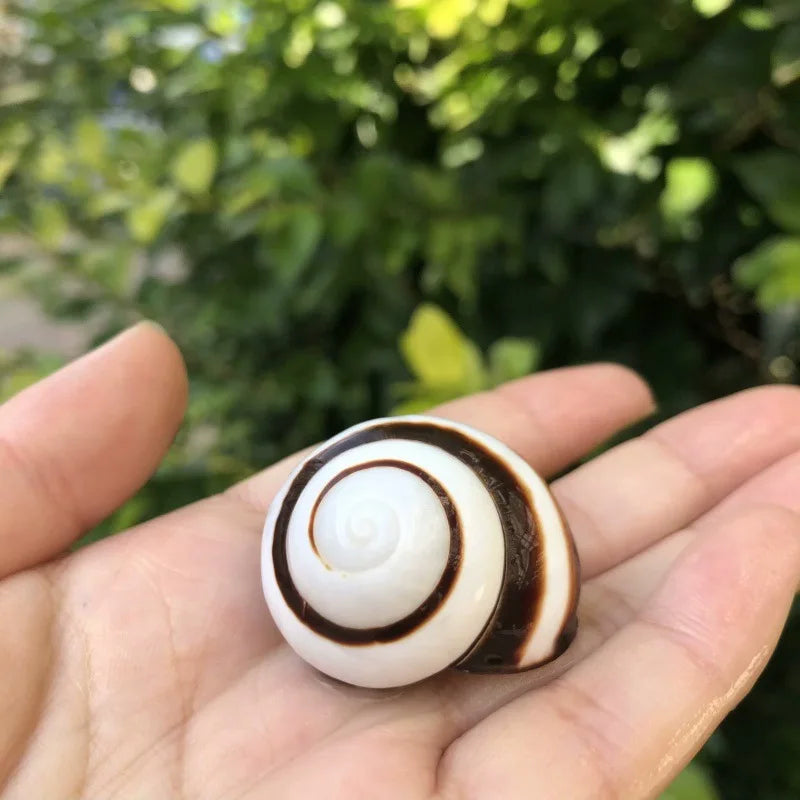 Polished Natural Shells 1.6 Inch | Bulk MOQ 1 pc
