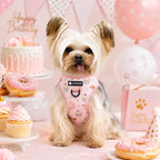 Custom Logo No Pull Dog Harness Set | MOQ 20 Pet Brand