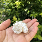 Polished Natural Shells 1.6 Inch | Bulk MOQ 1 pc