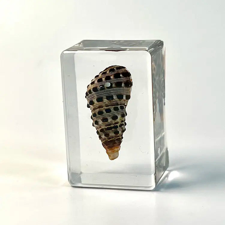 Custom Resin Conch Shell Paperweight | Clear Home Decor MOQ 2