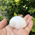 Polished Natural Shells 1.6 Inch | Bulk MOQ 1 pc