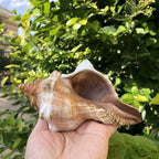 Polished Natural Shells 1.6 Inch | Bulk MOQ 1 pc