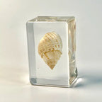 Custom Resin Conch Shell Paperweight | Clear Home Decor MOQ 2