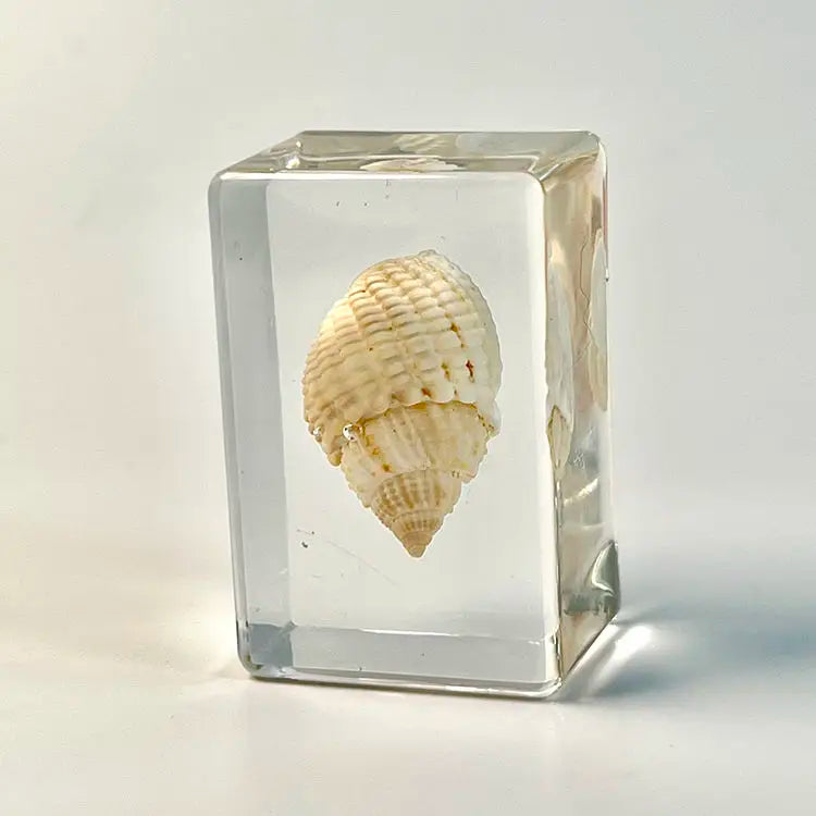 Custom Resin Conch Shell Paperweight | Clear Home Decor MOQ 2