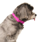 Custom PVC Dog Collar | Waterproof Non-Slip Pet Collar