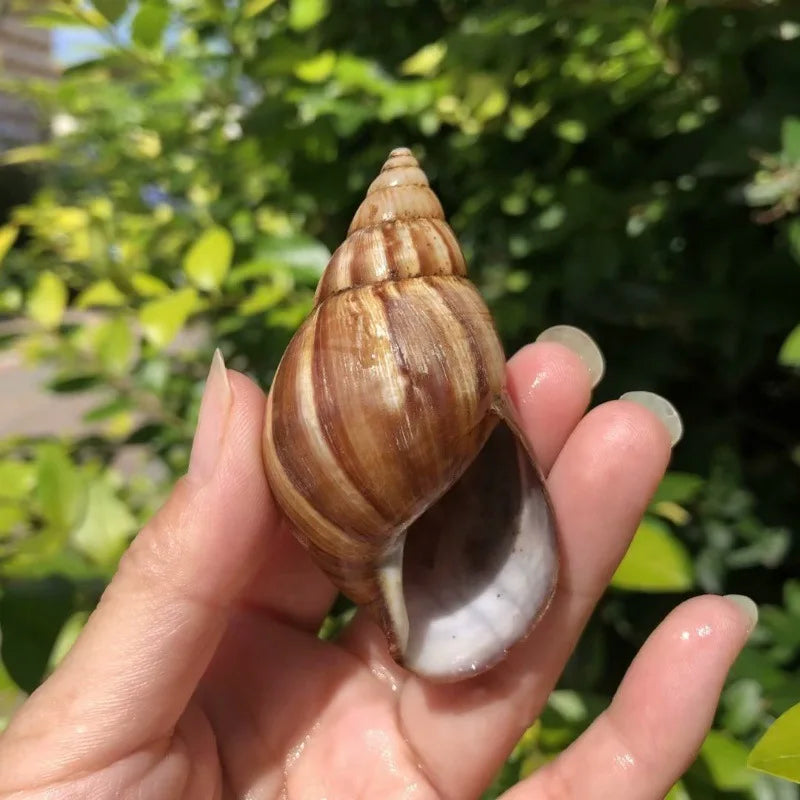 Polished Natural Shells 1.6 Inch | Bulk MOQ 1 pc
